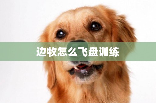 邊牧怎么飛盤訓練