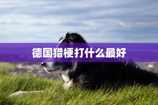 德國獵梗打什么最好