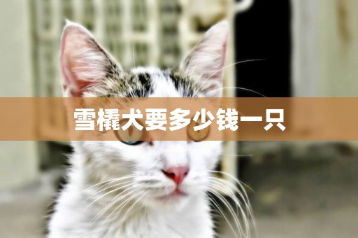 雪橇犬要多少錢一只
