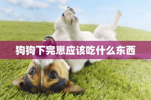 狗狗下完崽應該吃什么東西