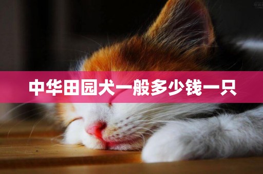 中華田園犬一般多少錢一只