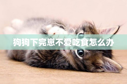 狗狗下完崽不愛吃食怎么辦