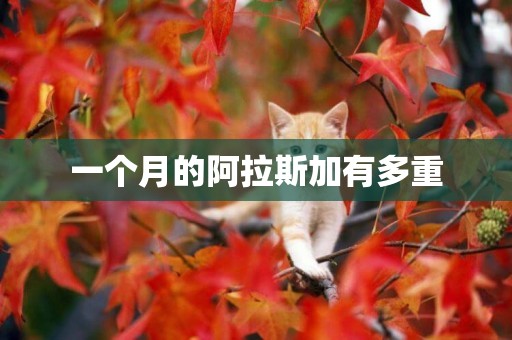 一個月的阿拉斯加有多重