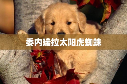 委內瑞拉太陽虎蜘蛛