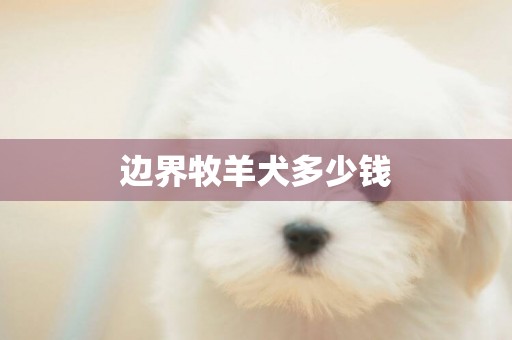 邊界牧羊犬多少錢