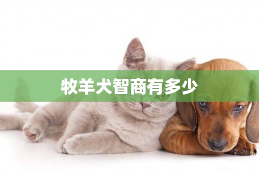 牧羊犬智商有多少