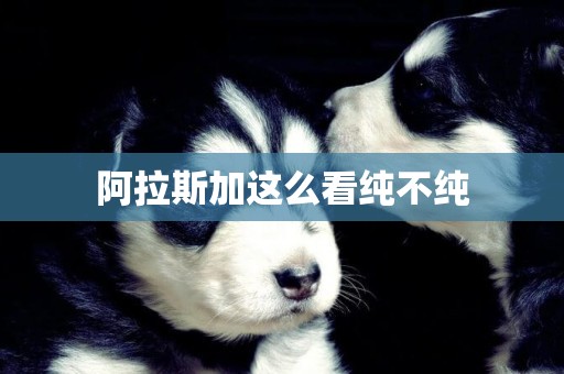 阿拉斯加這么看純不純