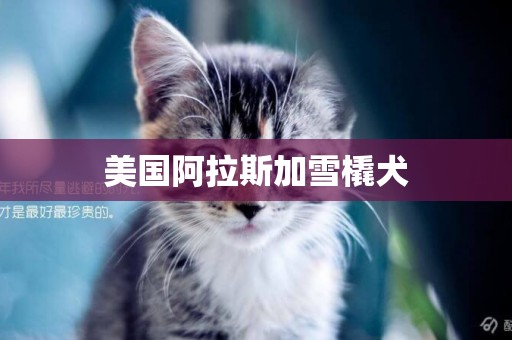 美國阿拉斯加雪橇犬