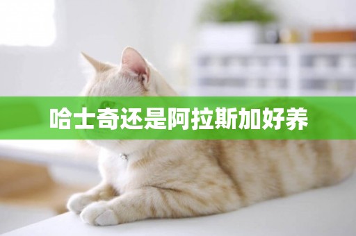 哈士奇還是阿拉斯加好養