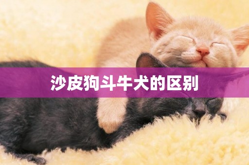 沙皮狗斗牛犬的區別