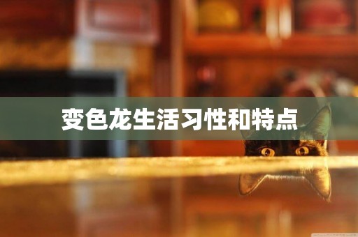 變色龍生活習性和特點