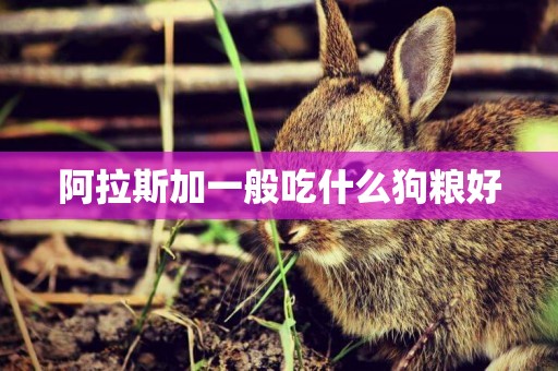 阿拉斯加一般吃什么狗糧好