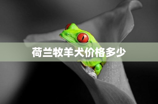 荷蘭牧羊犬價格多少