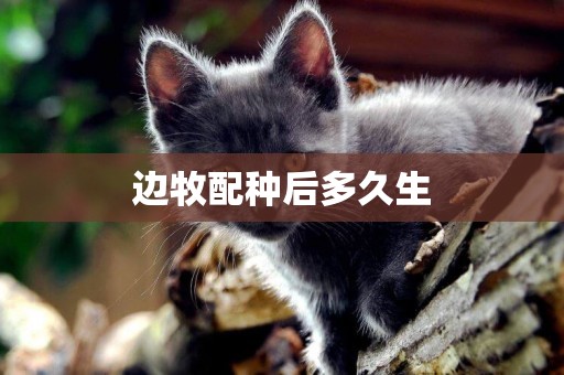 邊牧配種后多久生
