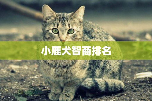 小鹿犬智商排名