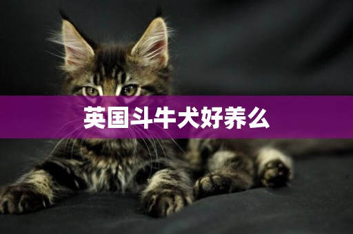 英國斗牛犬好養么