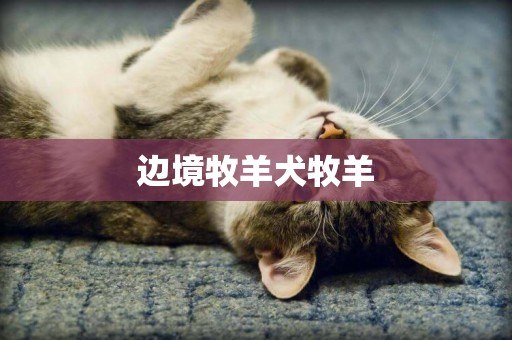 邊境牧羊犬牧羊