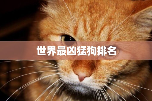 世界最兇猛狗排名