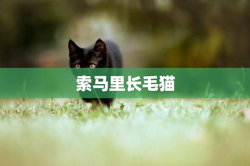 索馬里長毛貓