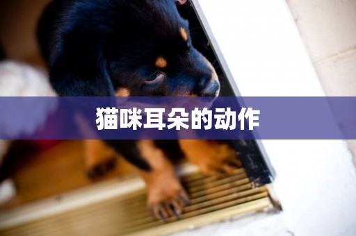 貓咪耳朵的動作