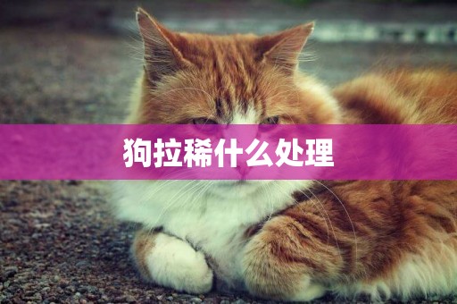 狗拉稀什么處理