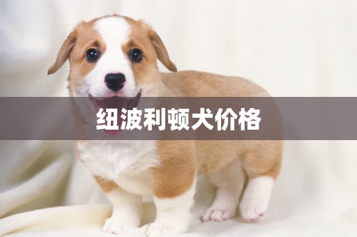 紐波利頓犬價格