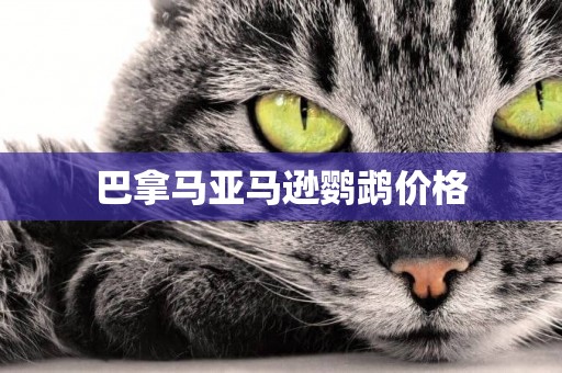 巴拿馬亞馬遜鸚鵡價格