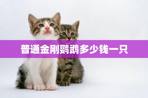 普通金剛鸚鵡多少錢一只