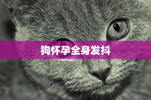 狗懷孕全身發抖