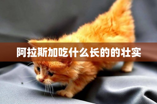 阿拉斯加吃什么長的的壯實