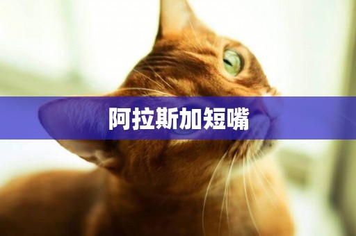 阿拉斯加短嘴