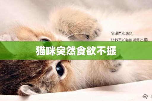 貓咪突然食欲不振