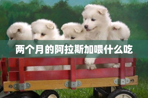 兩個月的阿拉斯加喂什么吃