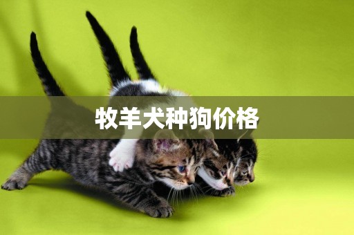 牧羊犬種狗價格