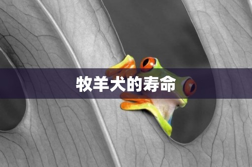牧羊犬的壽命