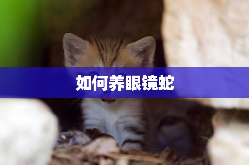 如何養眼鏡蛇