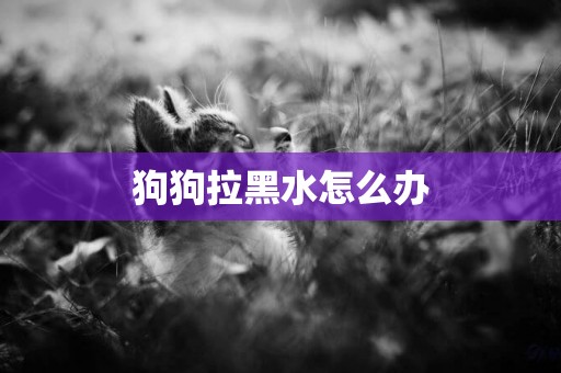 狗狗拉黑水怎么辦