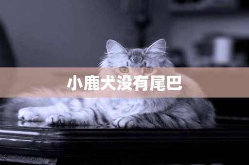 小鹿犬沒有尾巴