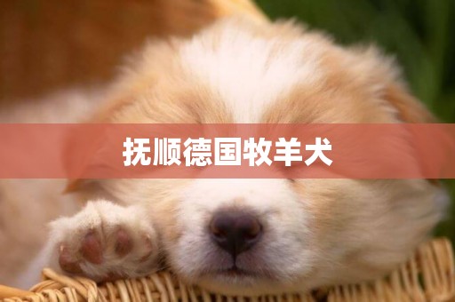 撫順德國牧羊犬