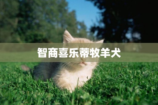 智商喜樂蒂牧羊犬