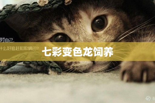 七彩變色龍飼養