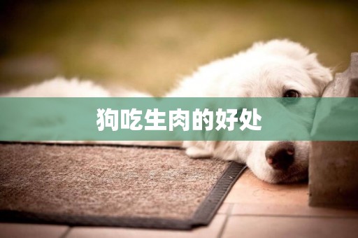 狗吃生肉的好處