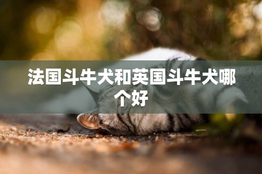 法國斗牛犬和英國斗牛犬哪個好