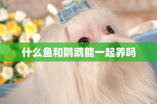 什么魚和鸚鵡能一起養嗎