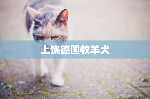 上饒德國牧羊犬