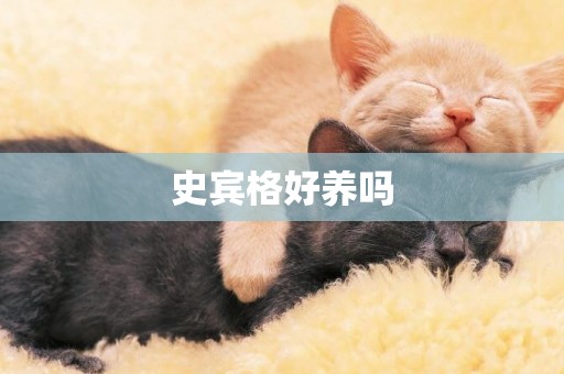 史賓格好養嗎