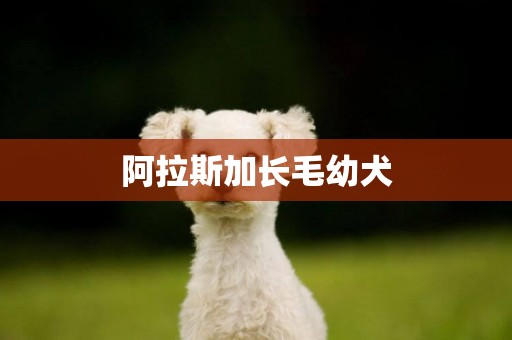 阿拉斯加長毛幼犬