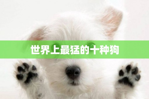 世界上最猛的十種狗