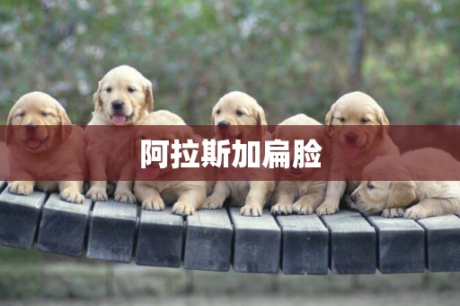 阿拉斯加扁臉