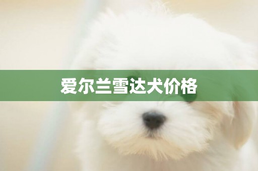愛爾蘭雪達犬價格